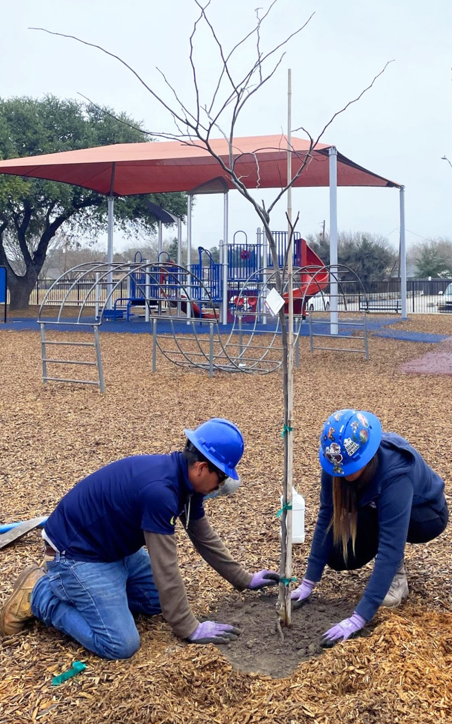Moon Valley Nurseries employees plants a young red bud tree near the Forest North Elementary playground.
